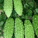 Bitter Melon