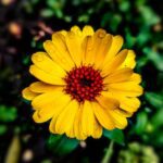 Calendula