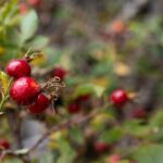 Rose Hip