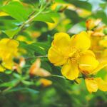 St. John’s Wort