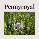 Pennyroyal