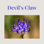 Devil’s Claw