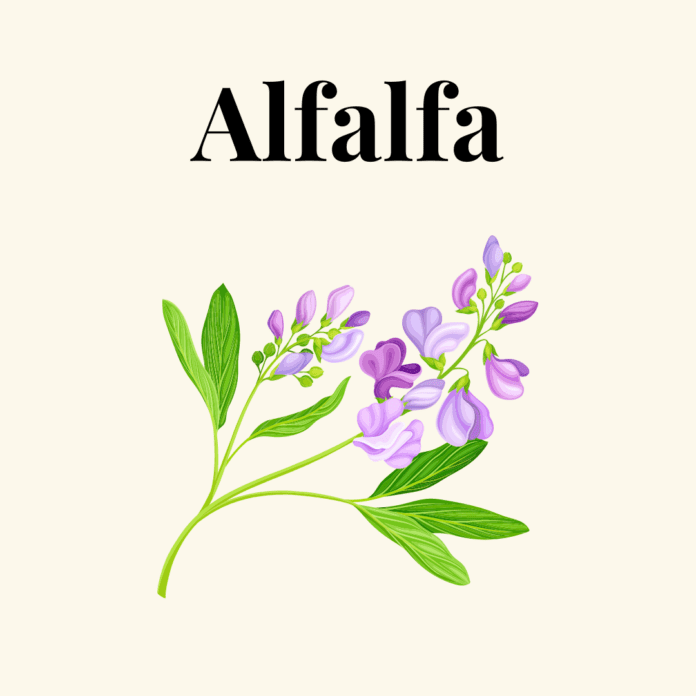 Alfalfa