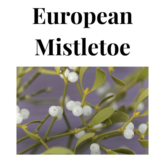 European Mistletoe