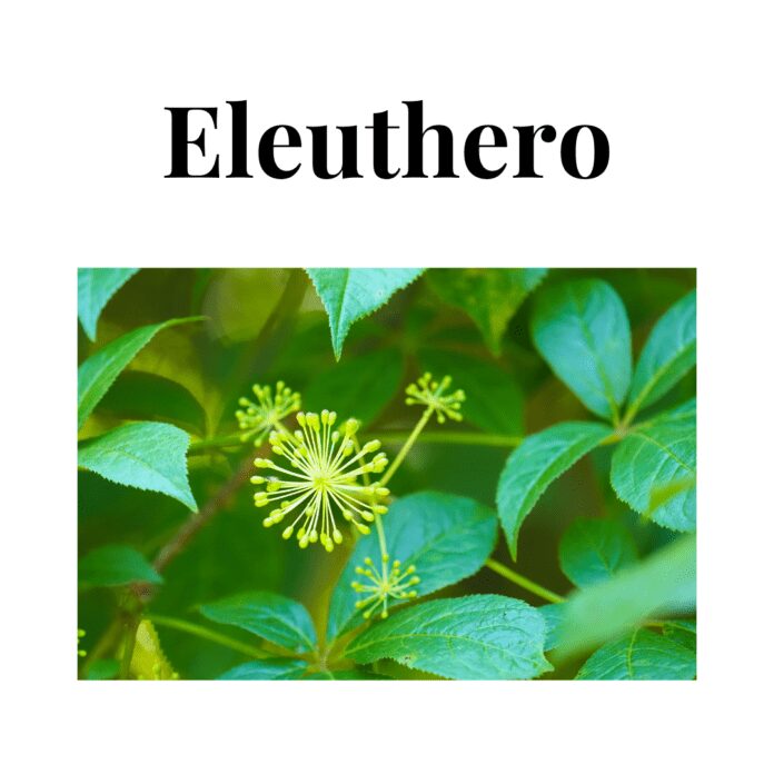 Eleuthero