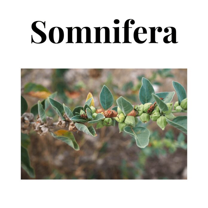 Somnifera