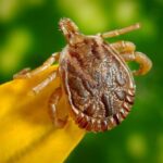 Rocky Mountain Spotted Fever