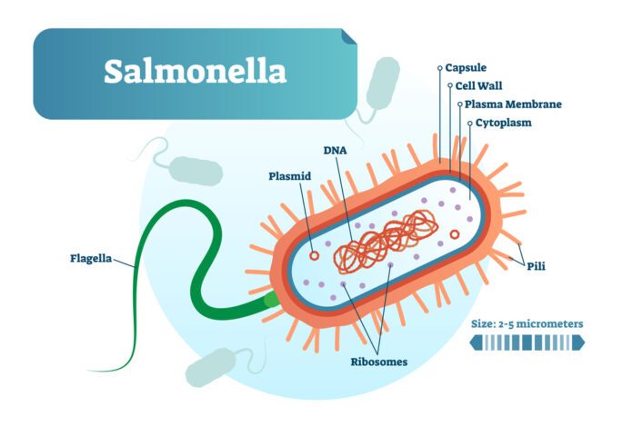 Salmonella Enterocolitis