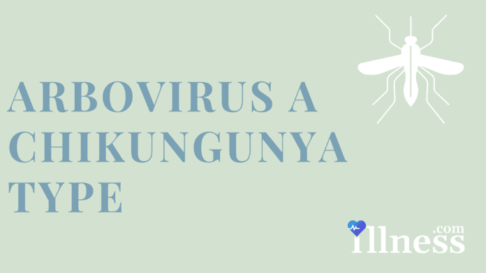 Arbovirus A Chikungunya Type