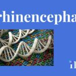 Arhinencephaly